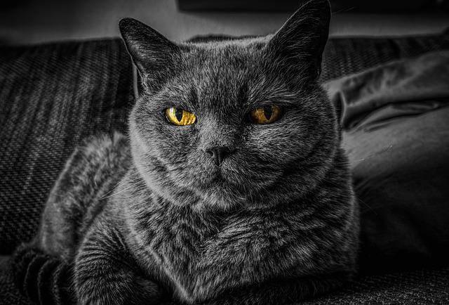 Ir. Kucing, MM, P.hd