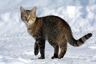 Kucing